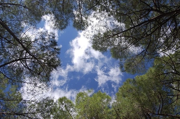 Looking Up