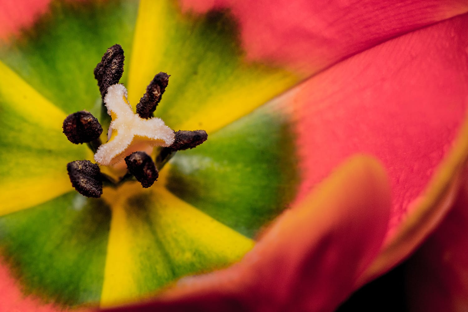 The Complete Guide to Getting Started With Macro Photography