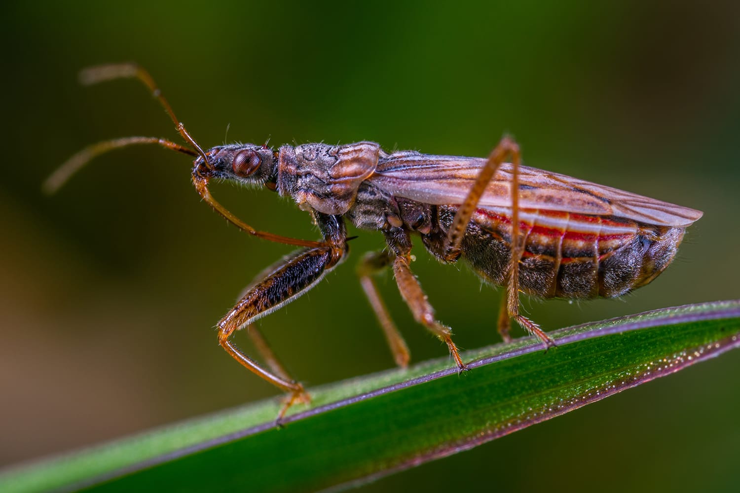 The Complete Guide to Getting Started With Macro Photography