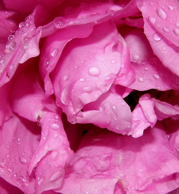 Dew drops and Rose Petals