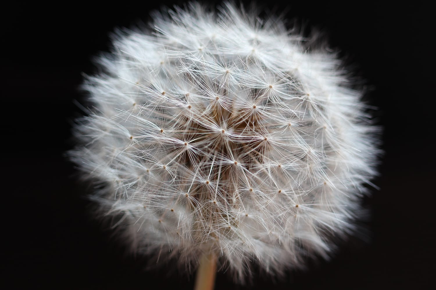 The Complete Guide to Getting Started With Macro Photography