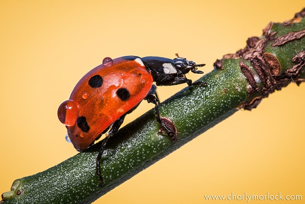 Coccinella Septempunctata