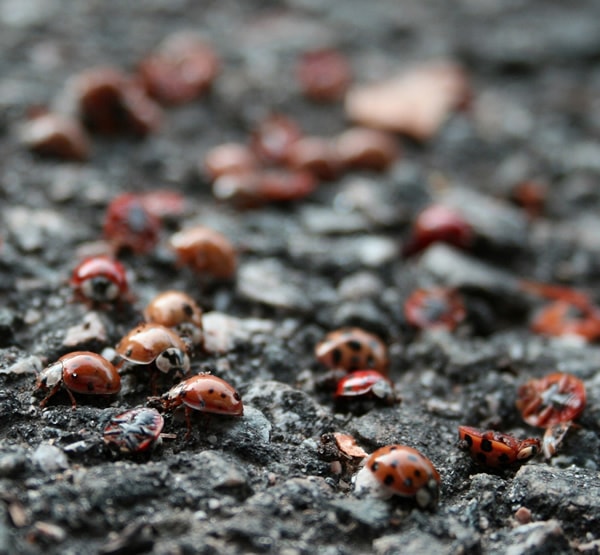 Buggin Out Free Macro Red Orange Ladybugs on Pavement