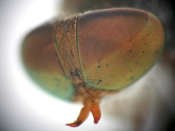 Eye of a Fly