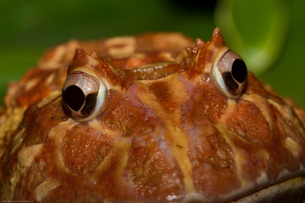 Pacman Frog