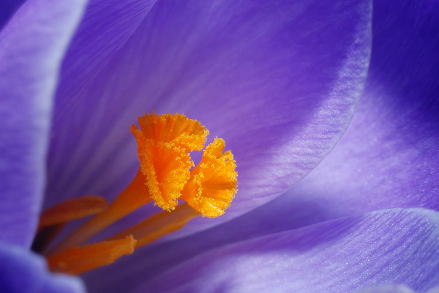 The Complete Guide to Getting Started With Macro Photography