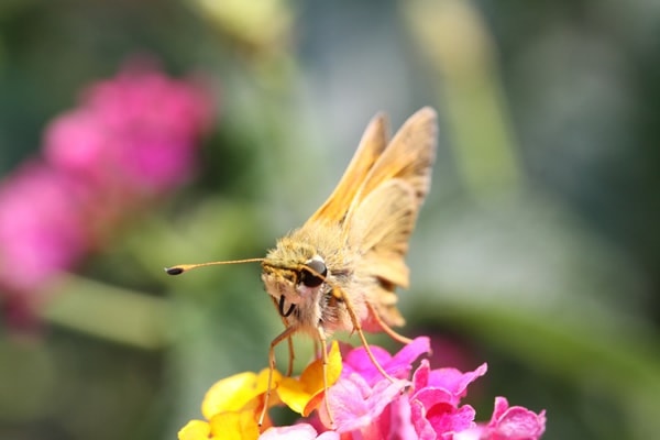 Moth Capture