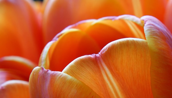 Macro Tulip