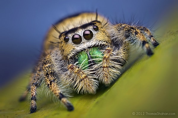 Female Jumping Spider