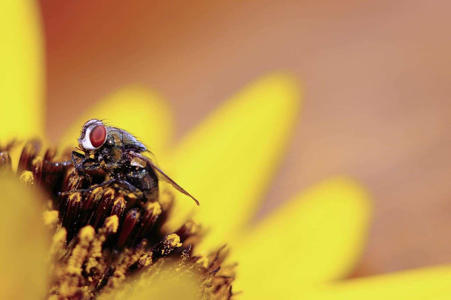 The Complete Guide to Getting Started With Macro Photography