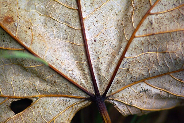Leaf macro