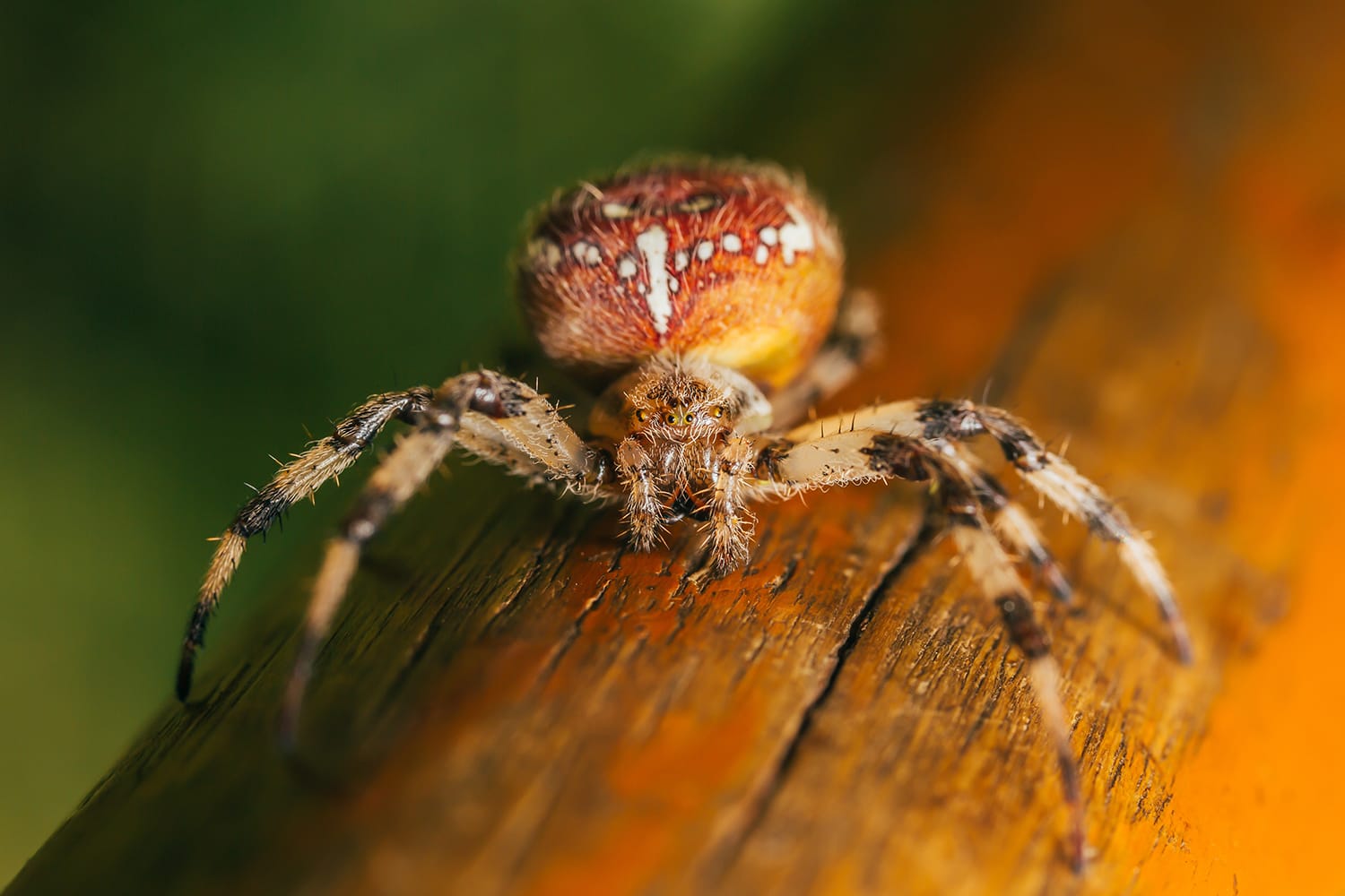 The Complete Guide to Getting Started With Macro Photography