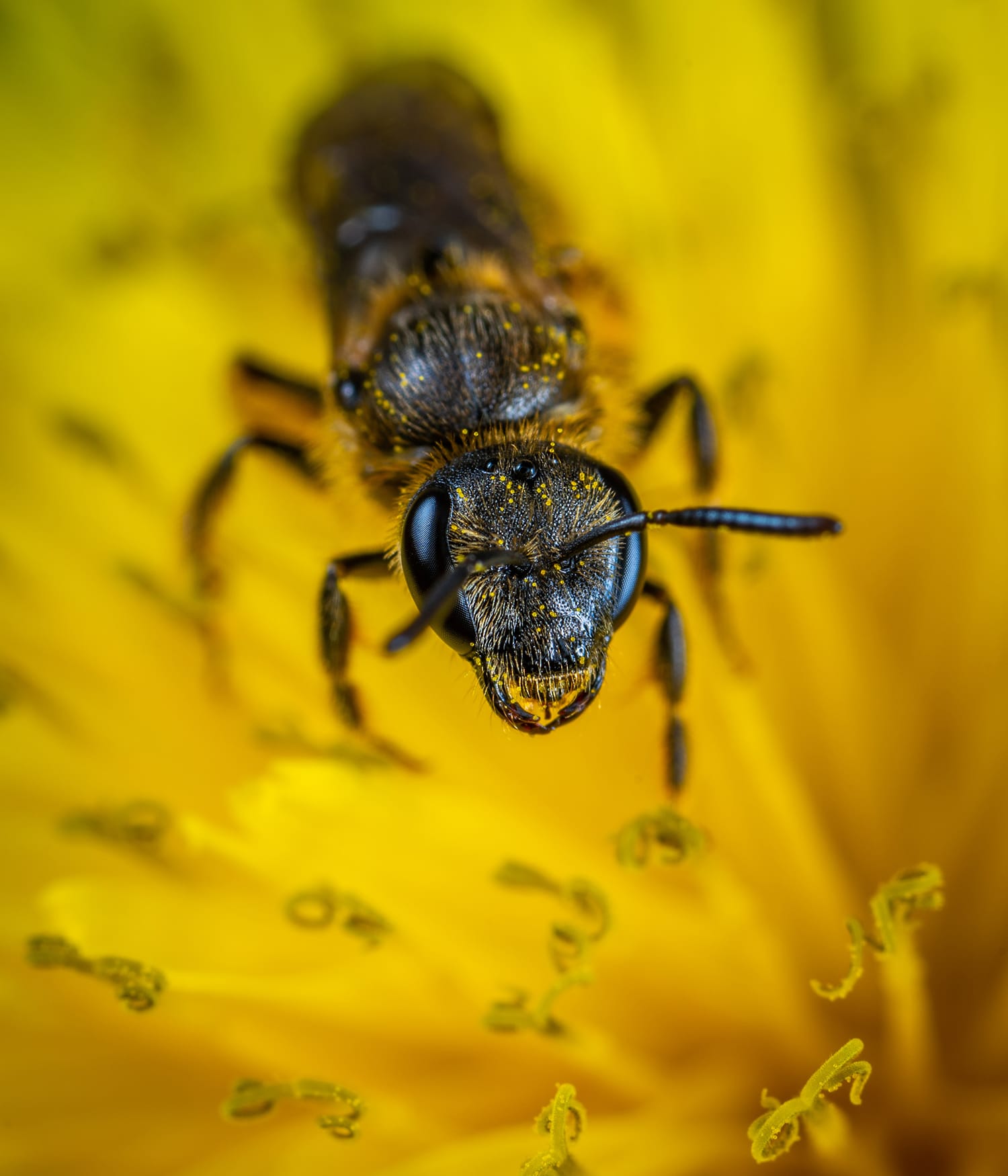 The Complete Guide to Getting Started With Macro Photography