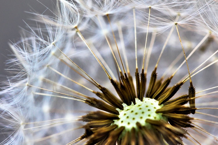 Macro Dandelion