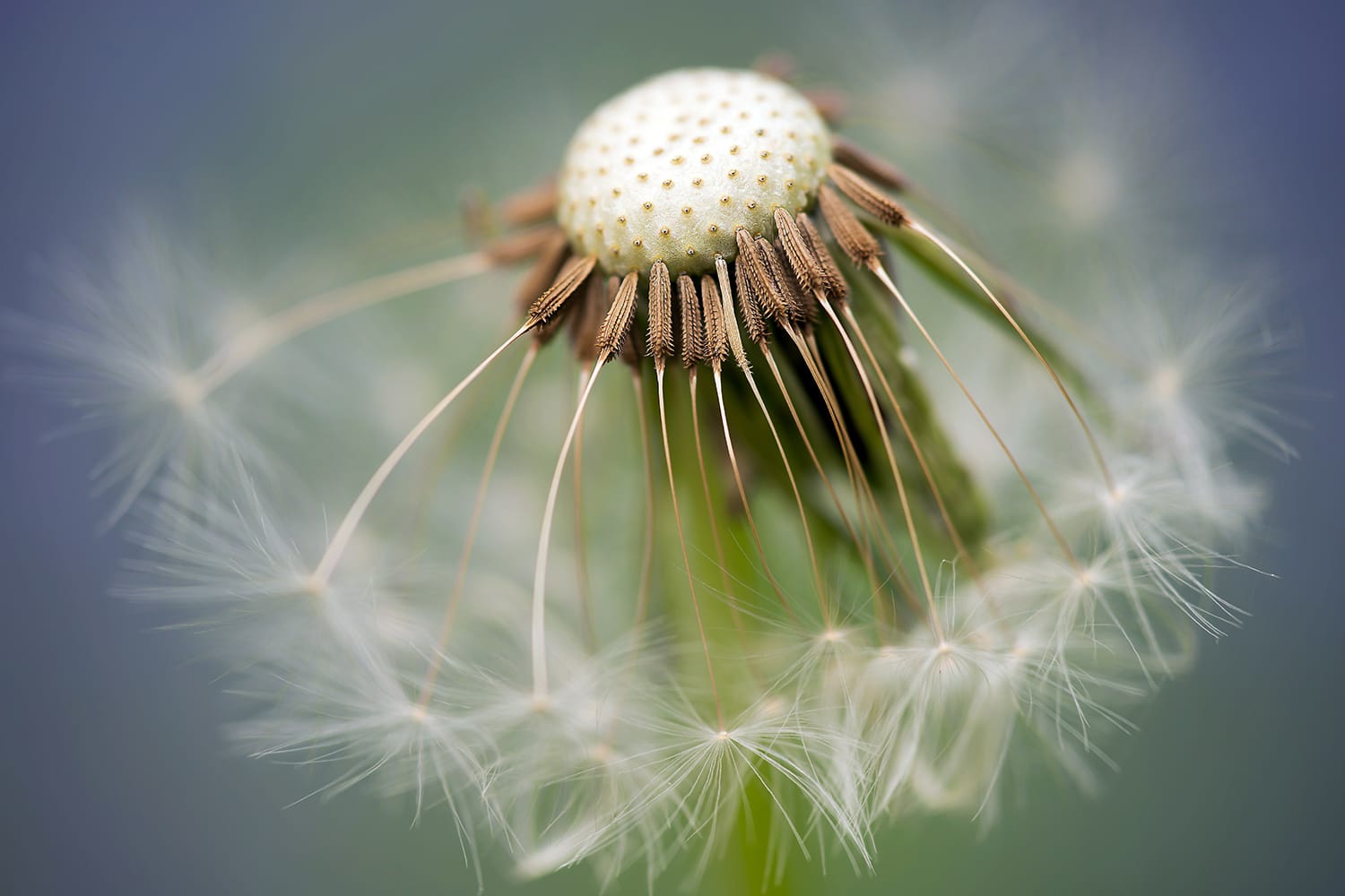 Macro Flower