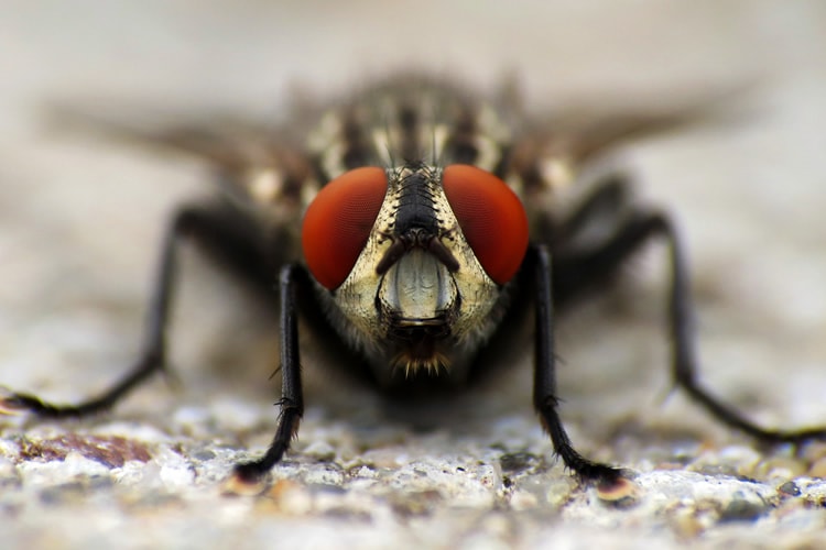 Macro Fly