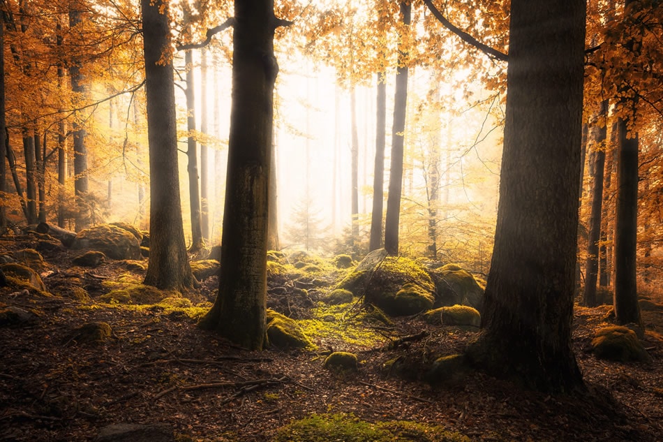 luz mágica en el bosque - formas seguras de tomar fotos de la naturaleza impresionantes