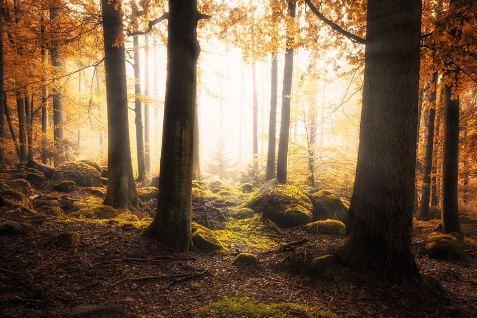 magic light in forest