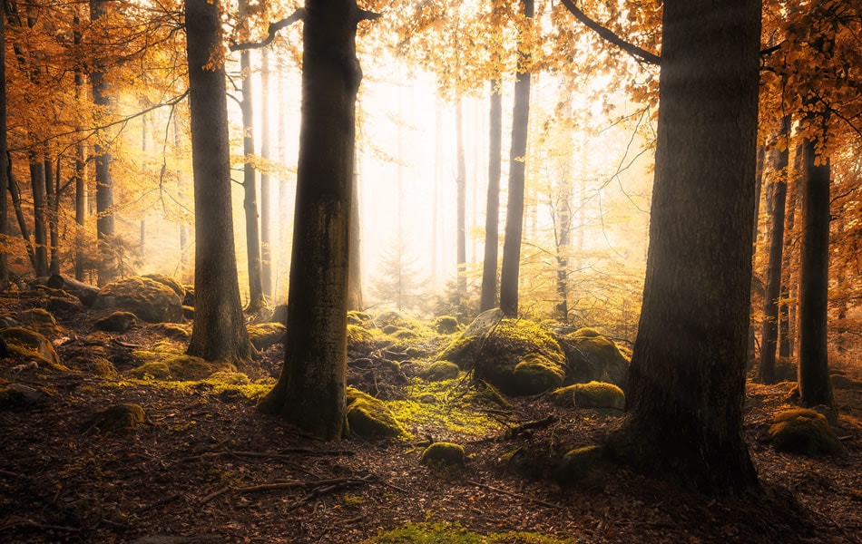 Magic Light in Forest