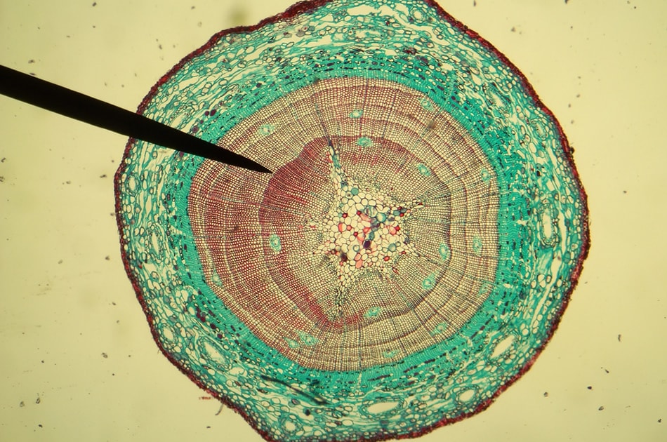 Microscopic shot: stem of first-year Pinus taiwanensis, cross section.