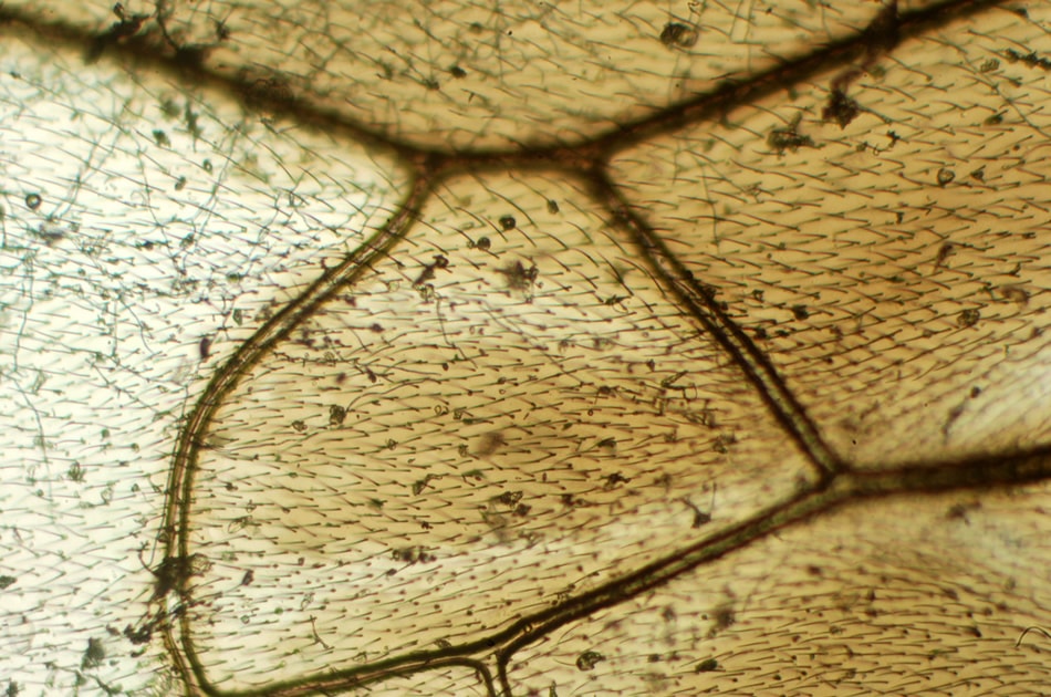 microscopy 043- fly wing