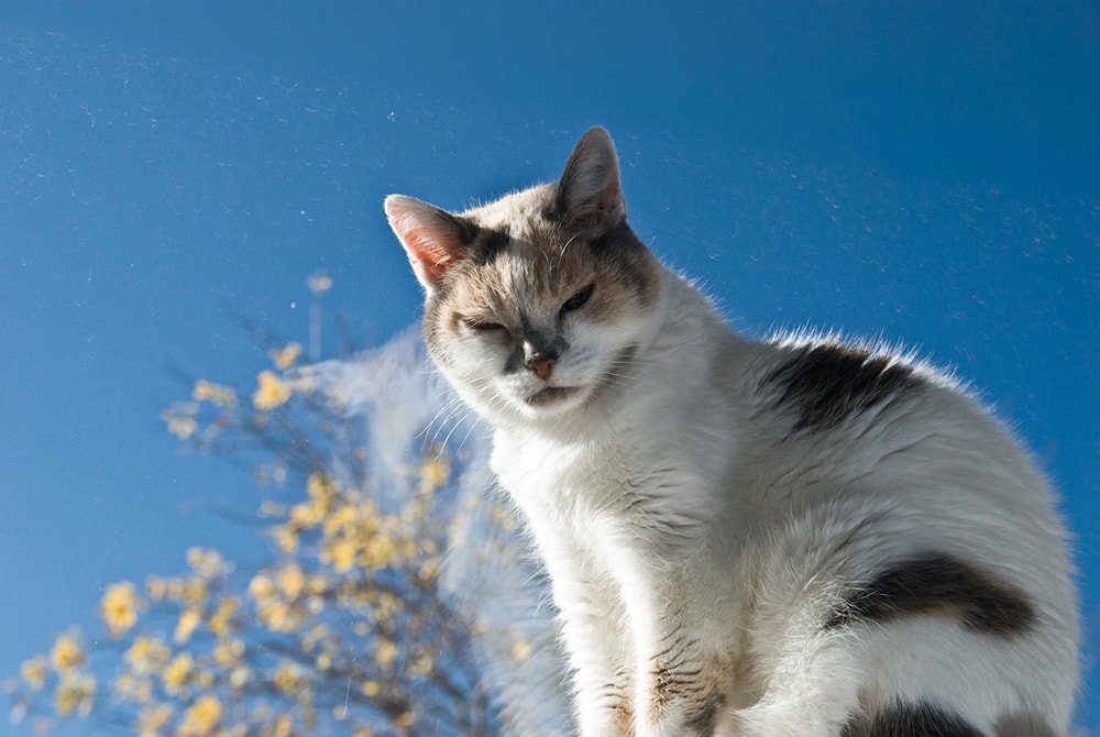 Kitty In the Window - 2