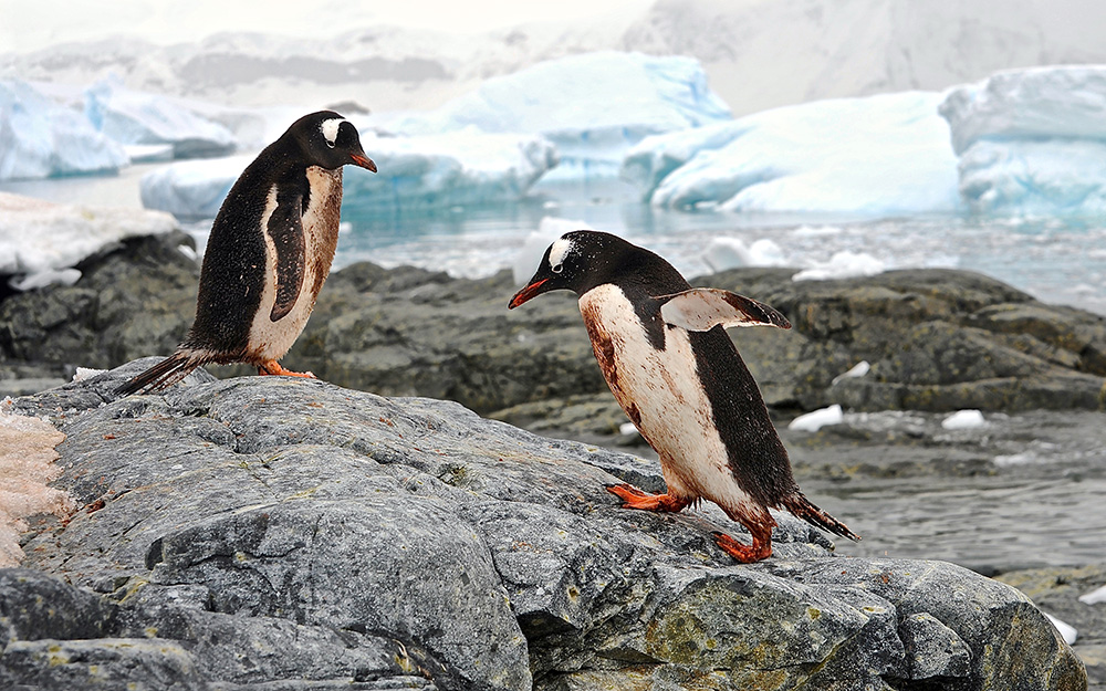 Gentoo Penguins, Antarctica