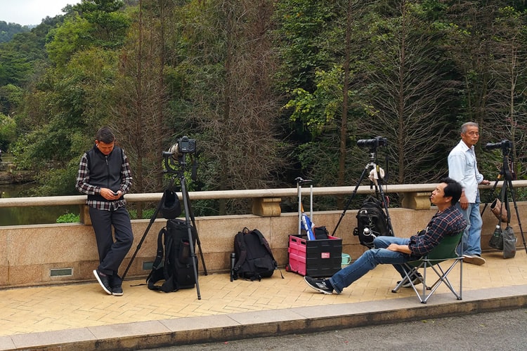 Photographers taking a bird