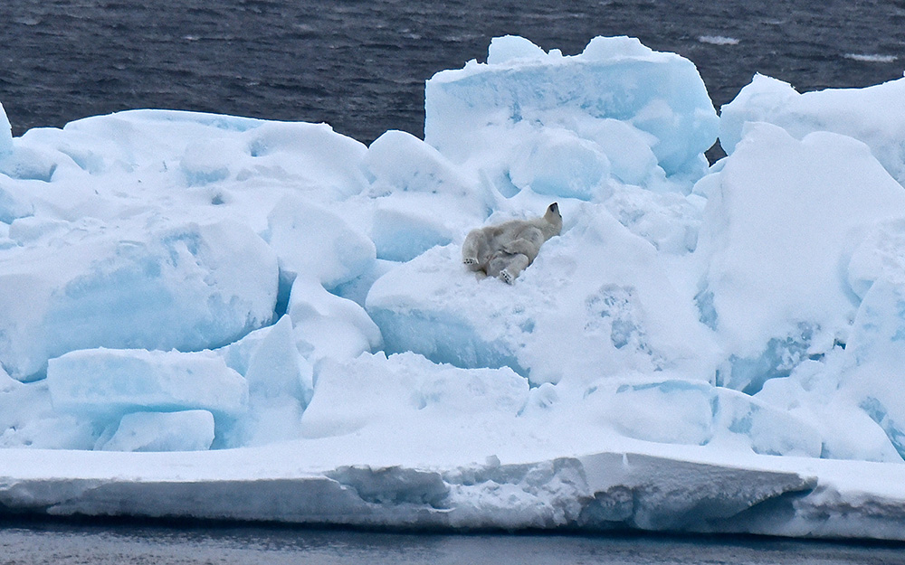 Polar Bear, Northwest Passage, Canadian High Arctic