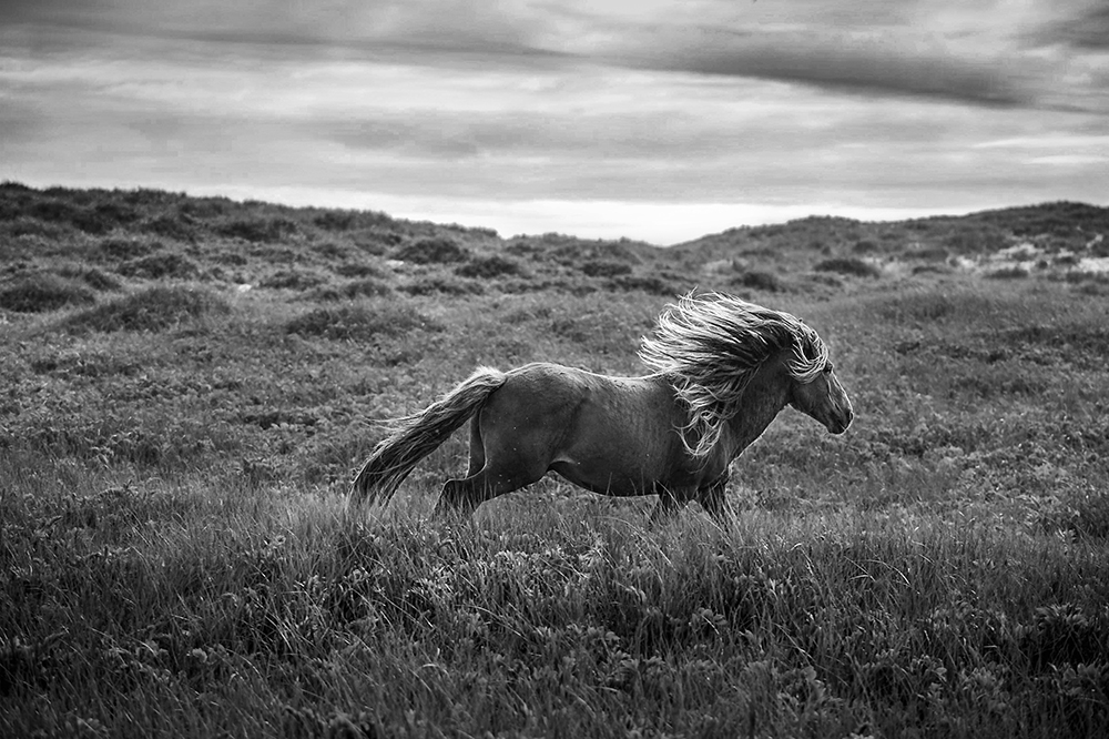 Wild Stallion, Sable Island, Canada, North Atlantic