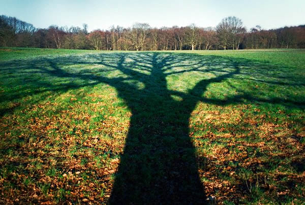 Tree Shadows