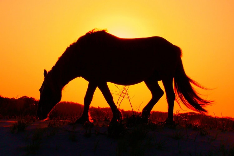 assateague pony in the sun 2