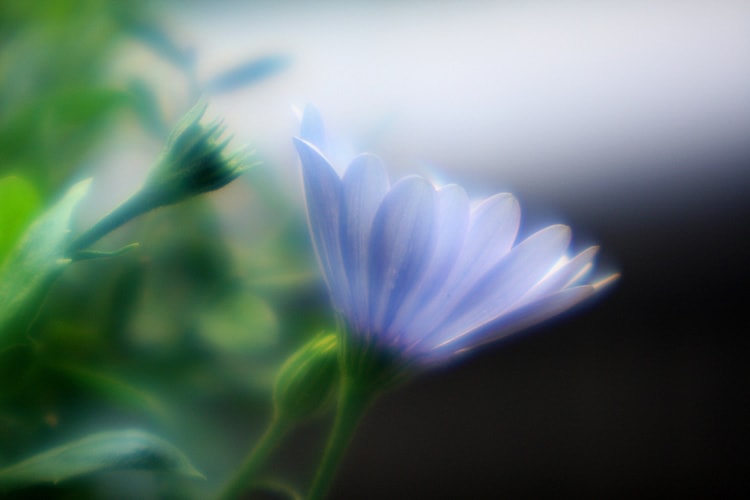 Soft Focus Daisy