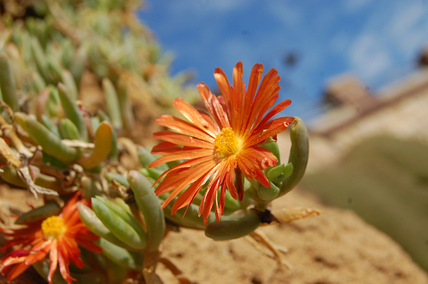 Succulent Flower