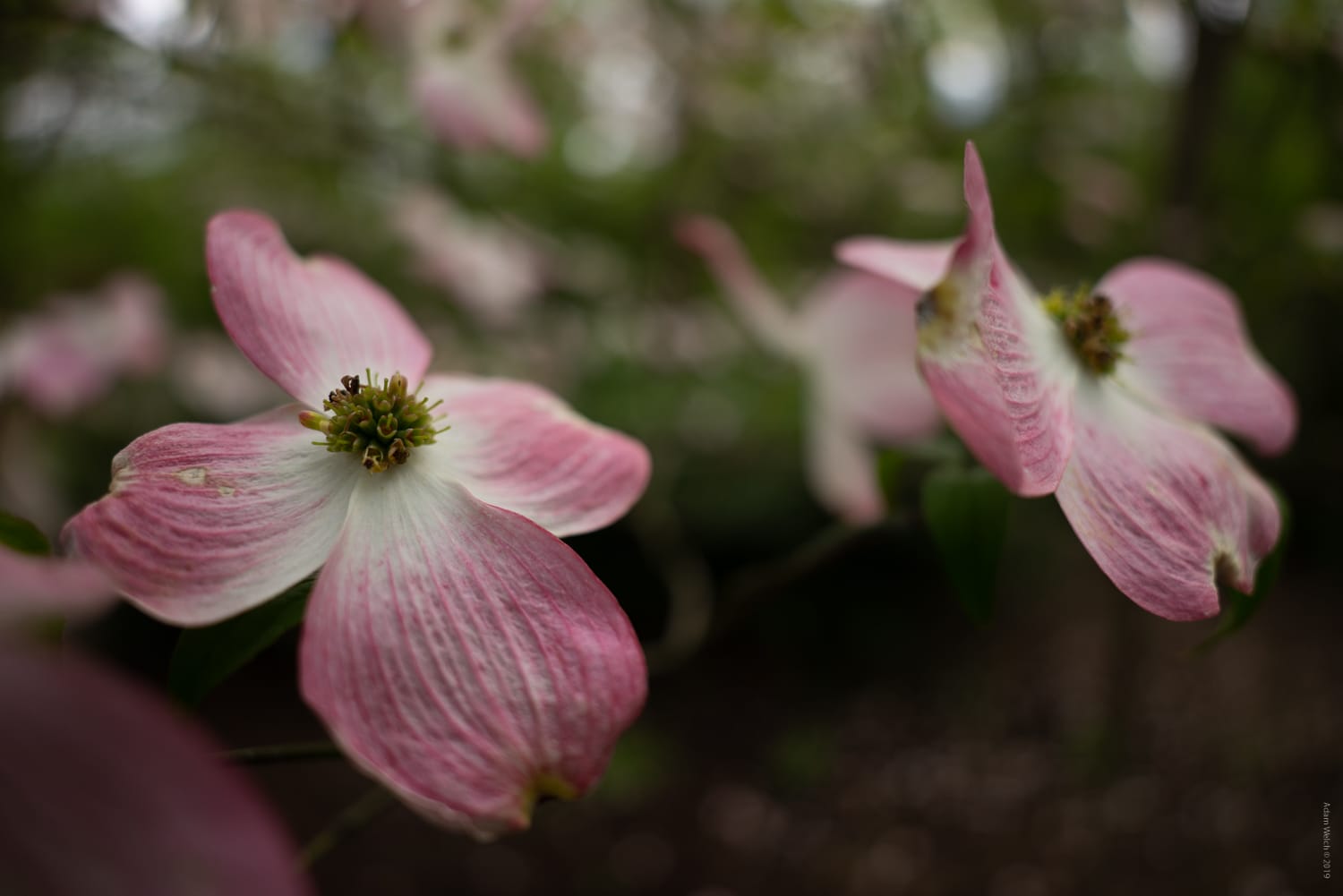 Hands-On Review of the Tamron 20mm f/2.8 Di III OSD M1:2 for Sony FE-Mount