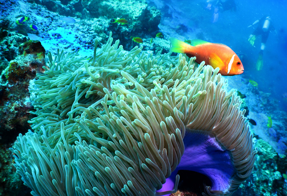Titus, Marion And Another Anemonefish