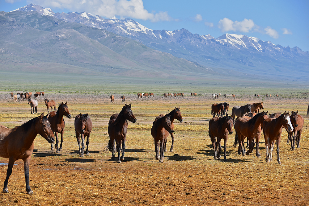 Wild Mustang Horses, Northern Nevada