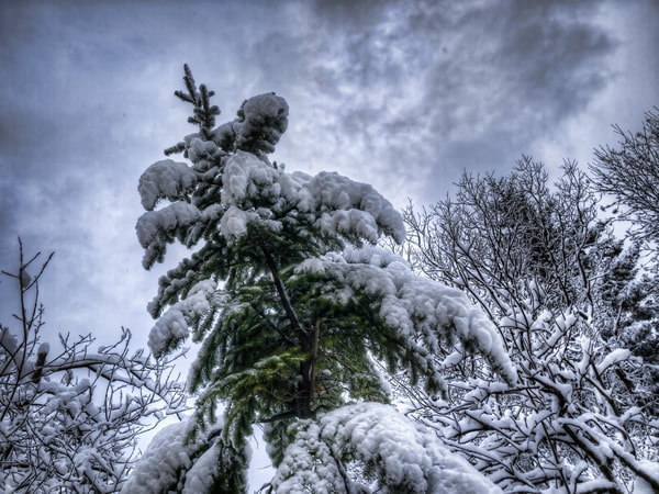 Snowy Fir