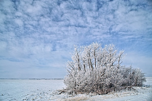 Desolate bush wallpaper