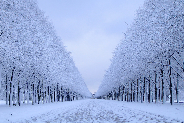 Frozen Trees - Winter